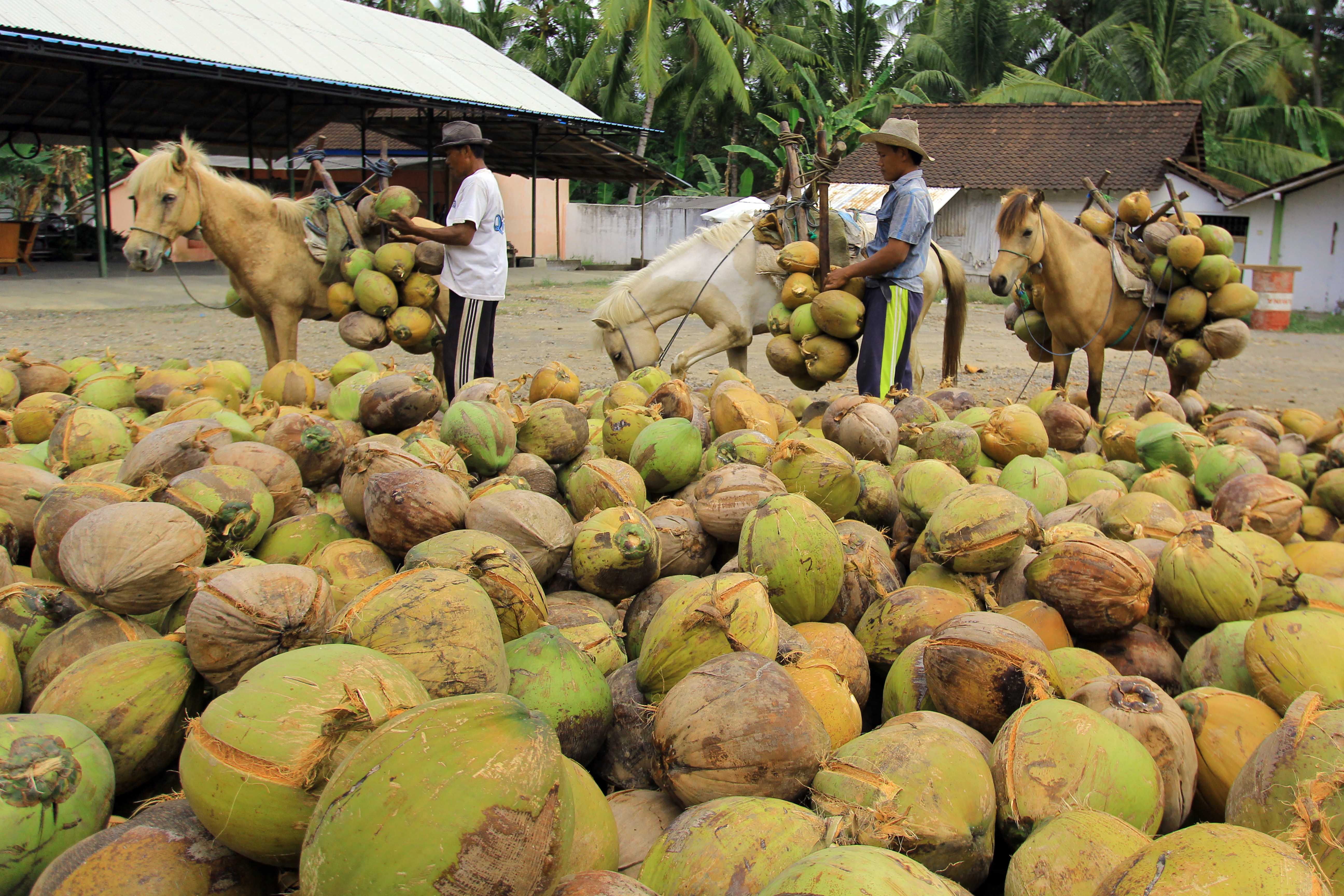 Tengkulak Kelapa Panen Jelang Ramadan