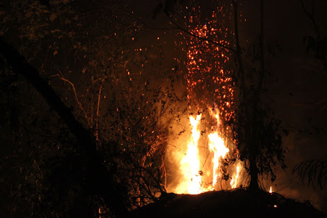 Petugas sedang memadamkan api dari kebakaran hutan di kawasan ekosistem Taman Nasional Gunung Leuser (TNGL), Kabupaten Gayo Lues, Aceh, Februari 2018. 