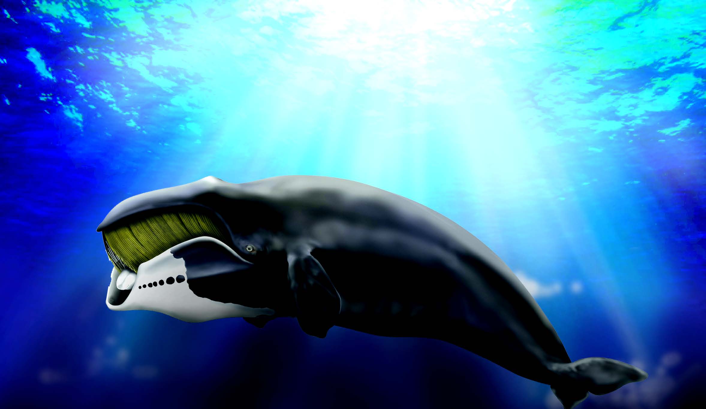 Paus Kepala Busur (Bowhead) Suka Bernyanyi