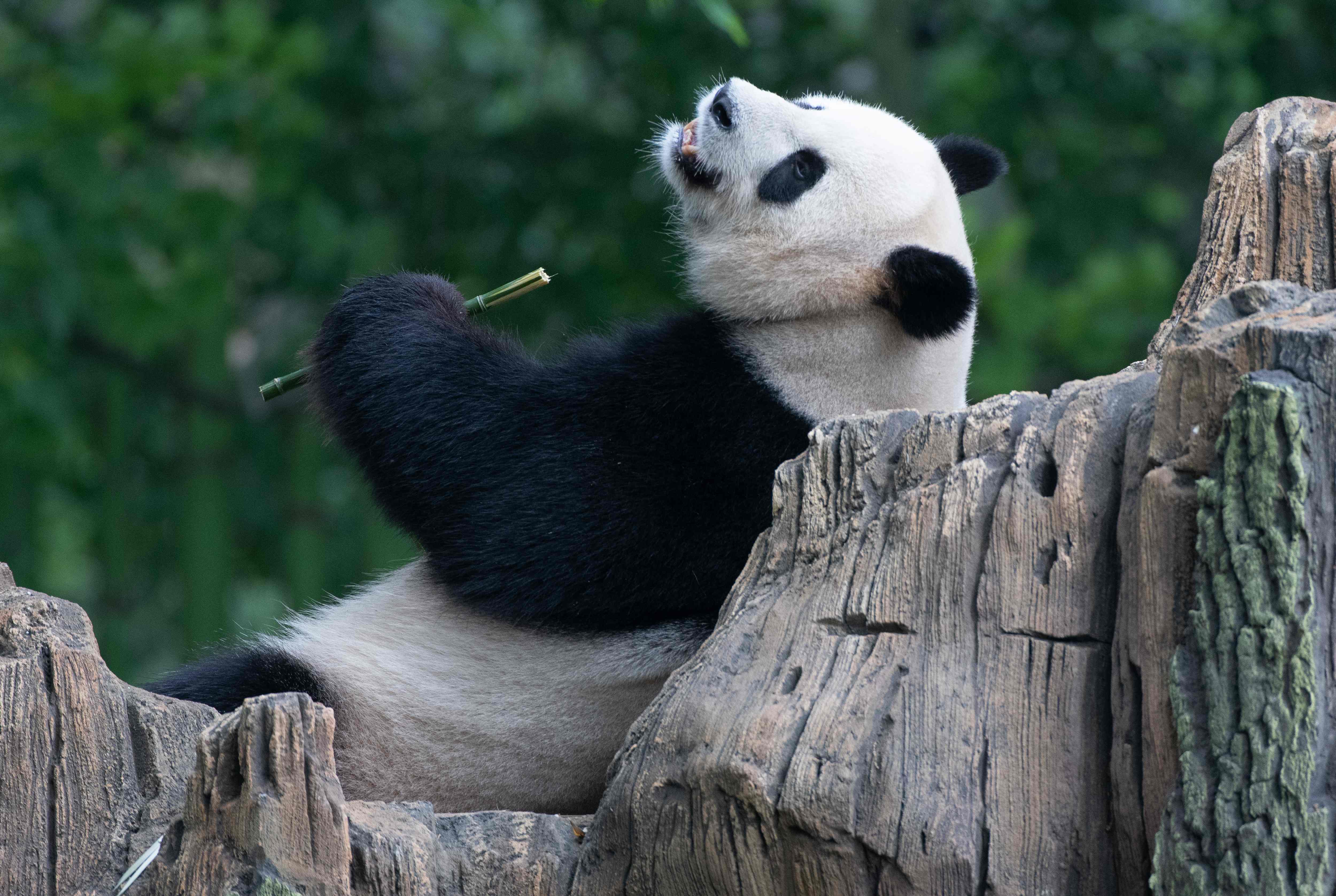 Panda Raksasa di Taman Safari Indonesia Makin Diminati Pengunjung