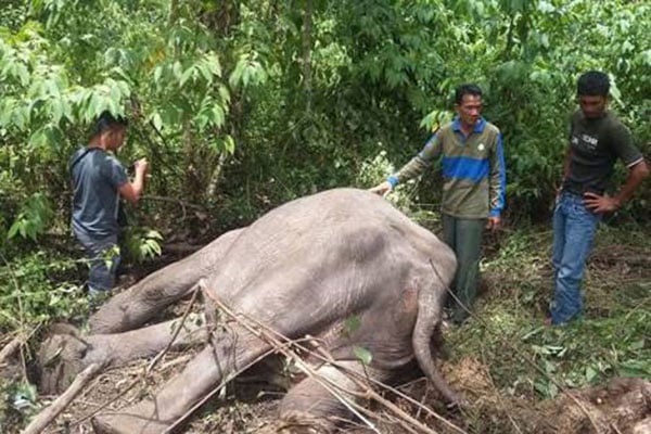 Polisi Selidiki Kematian Gajah Langka