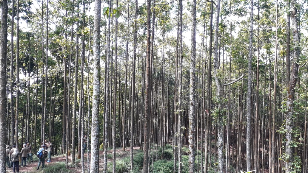 Hutan tanaman meranti di dataran tinggi Gunung Dahu, Kecamatan Leuwiliang, Kabupaten Bogor.