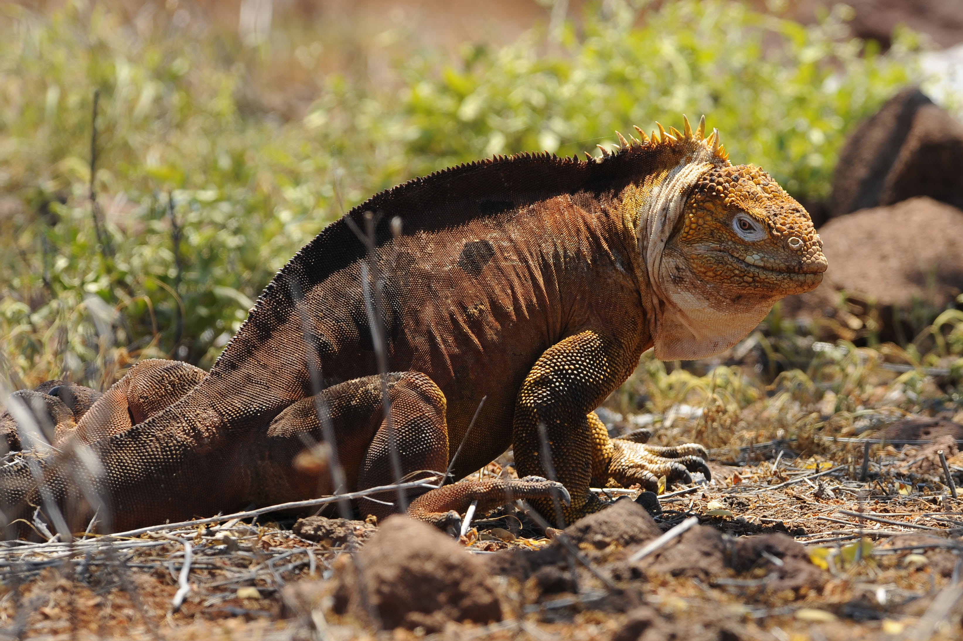 Overpopulasi, Iguana di Galapagos Dipindahkan