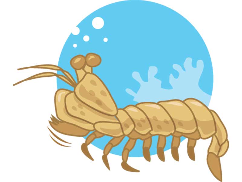 Pukulan Udang Mantis Tercepat di Dunia