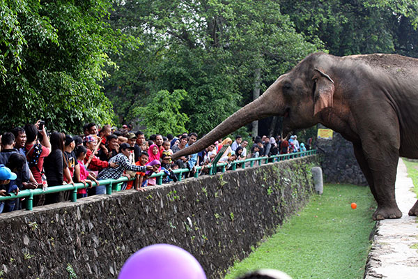 Hewan di Kebun Binatang tak Butuh Makanan Pengunjung