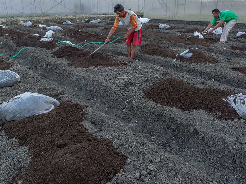 Pekerja meratakan pupuk organik bersubsidi di kawasan lahan pendampingan pertanian tanaman holtikultura bawang merah di Desa Brabo, Grobogan, Jawa Tengah