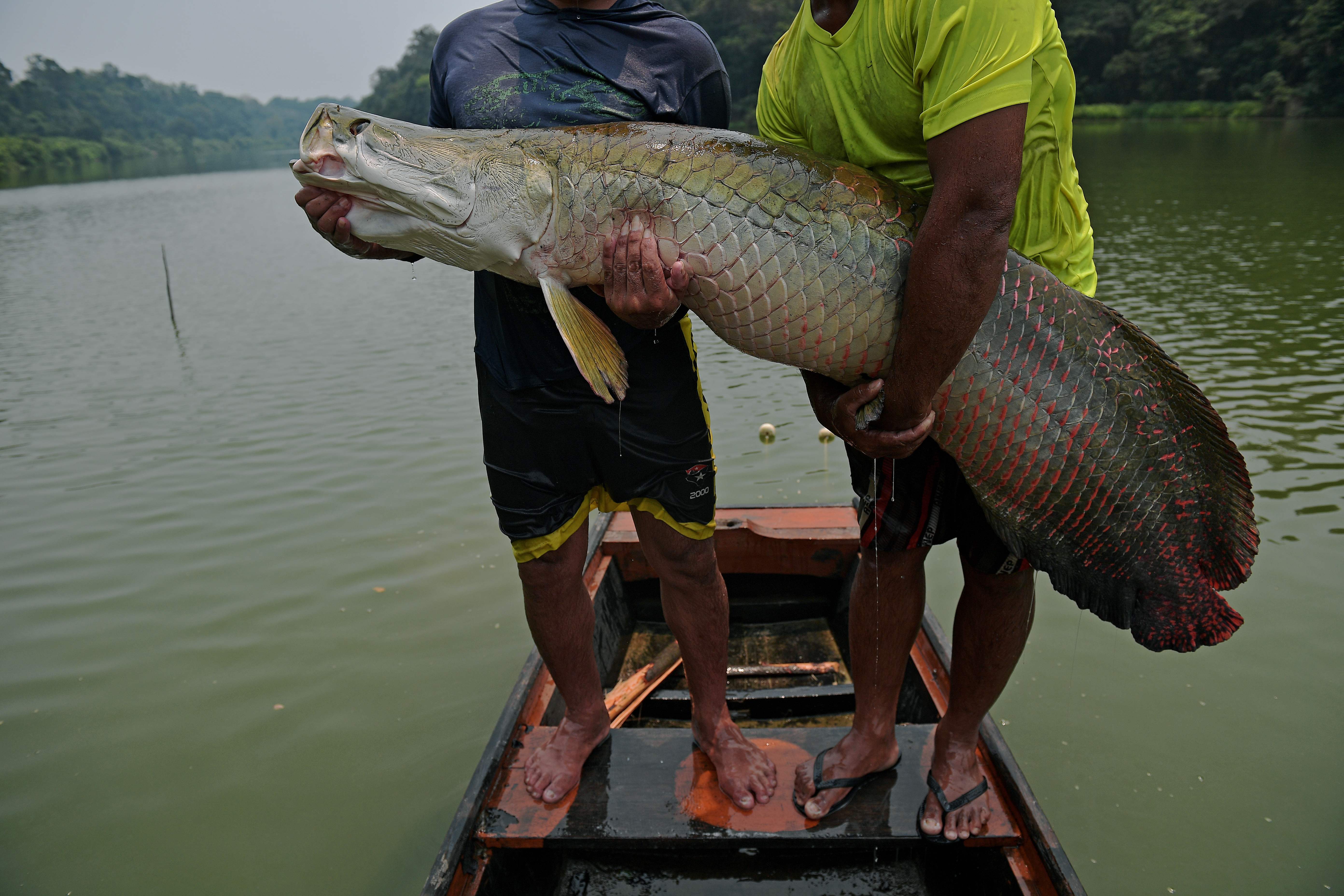 Ikan Arapaima Berbahaya untuk Perairan Indonesia