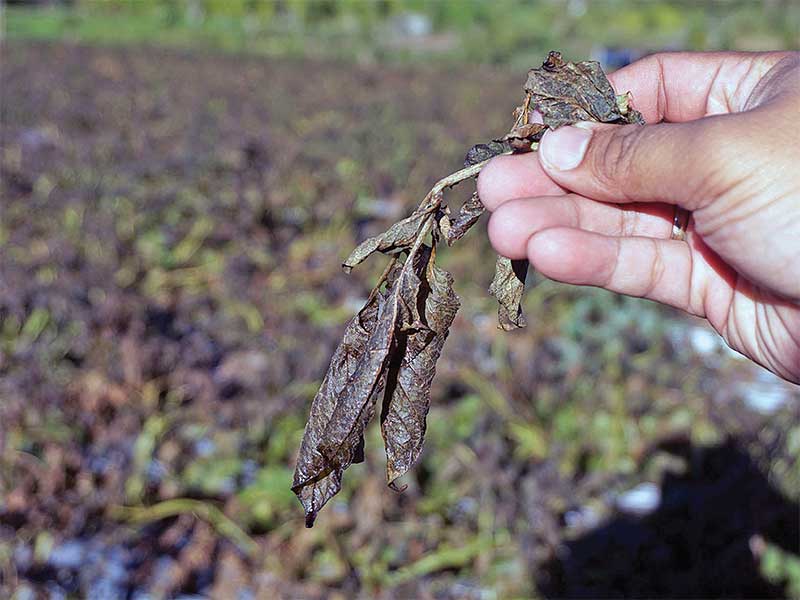 Daun tanaman kentang kering di Desa Dieng Kulon, Kecamatan Batur, Banjarnegara, Jawa Tengah, Minggu (8/7/2018)