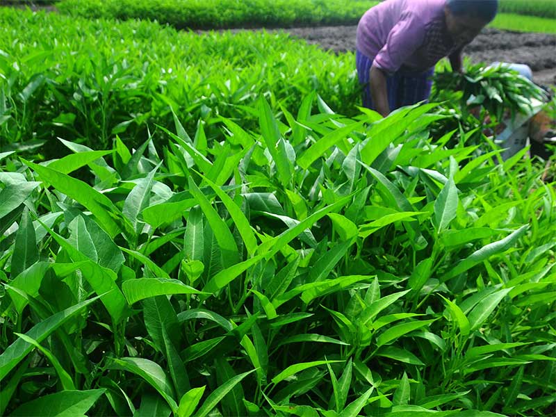 Seorang petani memanen sayuran kangkung