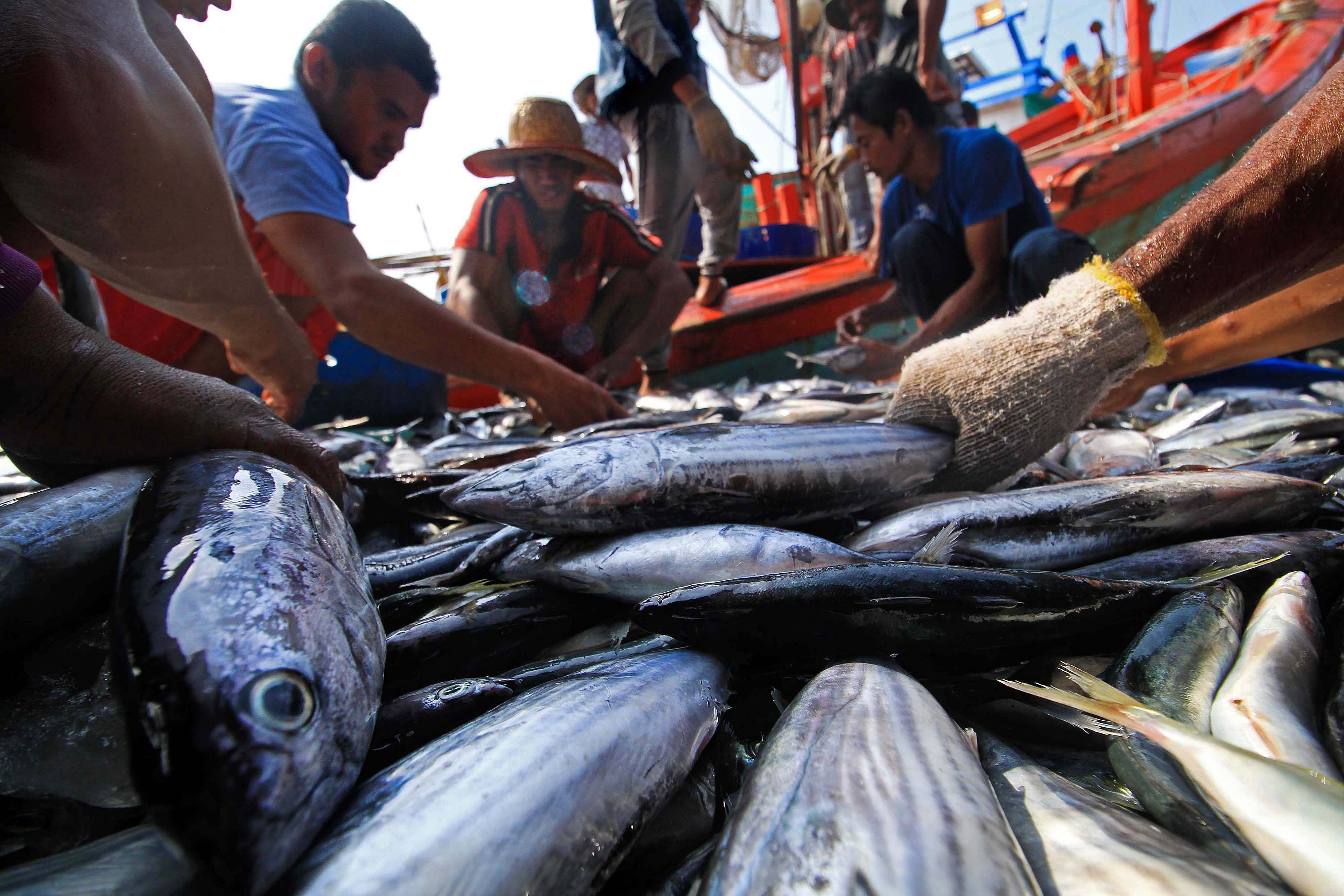 Ikan Tongkol Jadi Alasan Nelayan di Laut Selatan Tetap Melaut
