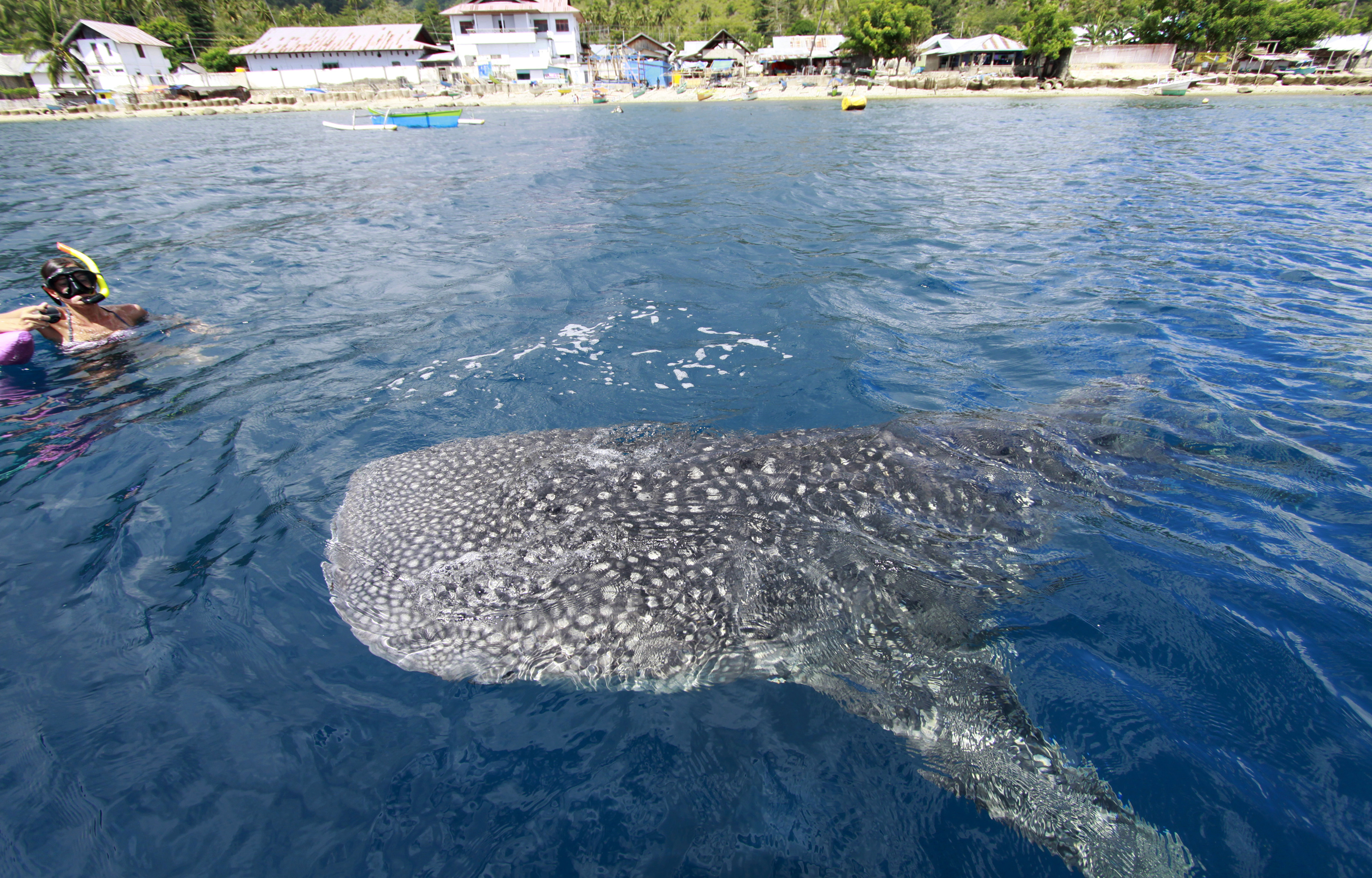 Hiu Paus (Rhincodon typus) muncul di Desa Botubarani, Bone Bolango, Gorontalo. Hiu paus kini menjadi pemikat para wisatawan di sejumlah daerah di Indonesia.
