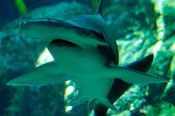 Bonnethead,si Hiu Vegetarian