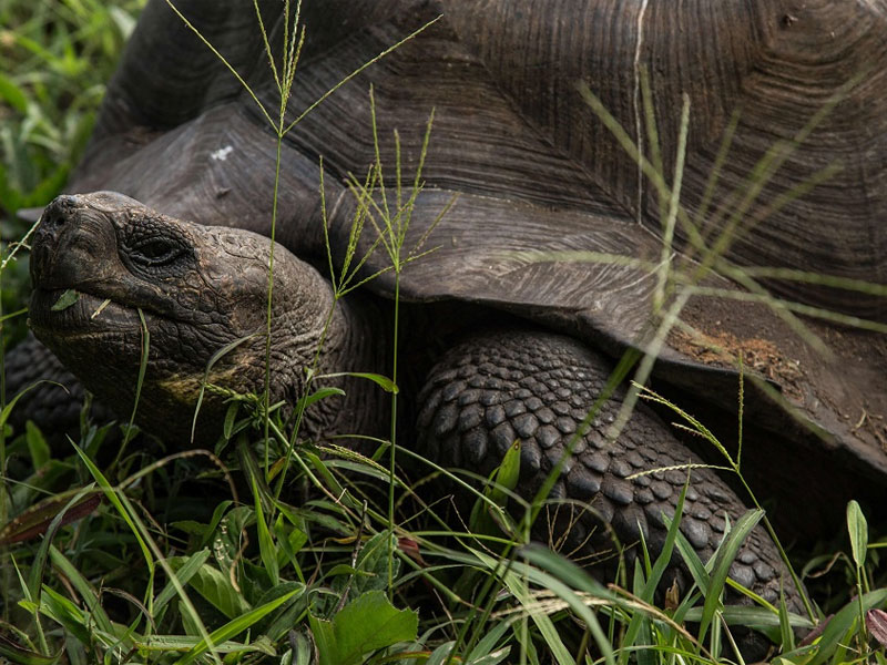 100 Kura-Kura Dicuri dari Kepulauan Galapagos
