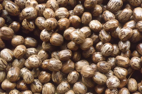 Biji Karet Diteliti Sebagai Bahan Pangan Alternatif