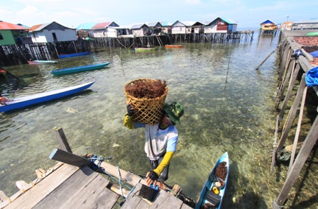Pertani rumput laut di Kampung Malahing, Bontang, Kalimantan Timur. 