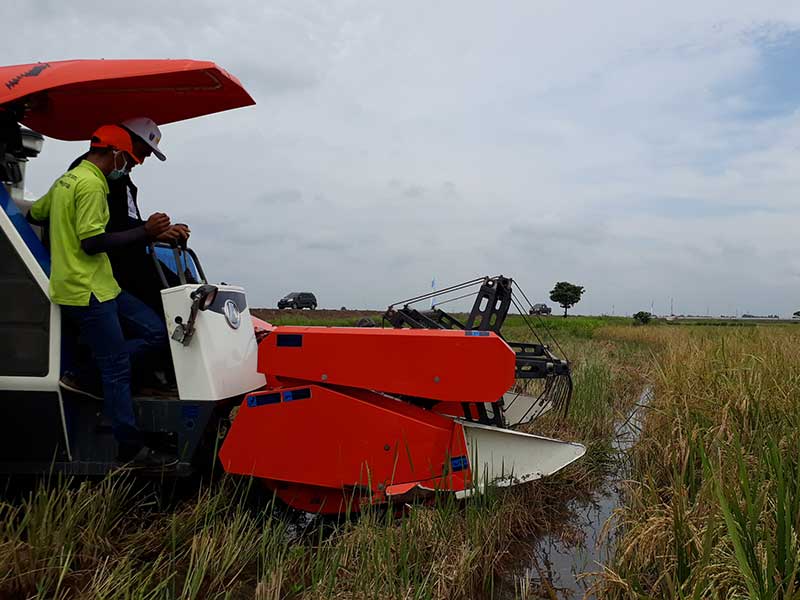 Lahan Rawa dan Pasang Surut Butuh Pupuk Khusus