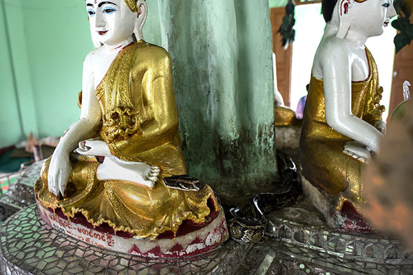Kuil di Myanmar Jadi Surga Ular Piton