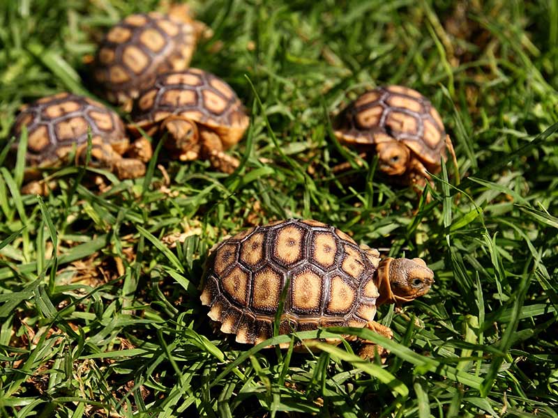 Kura-Kura Australia Hadapi Ancaman Besar Mati di Jalanan