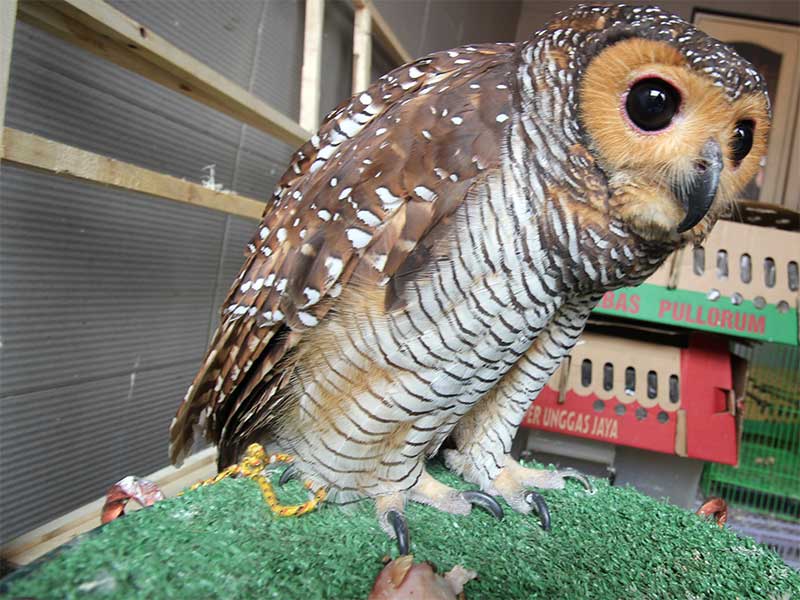 Satwa Dilindungi Dijadikan Gratifikasi