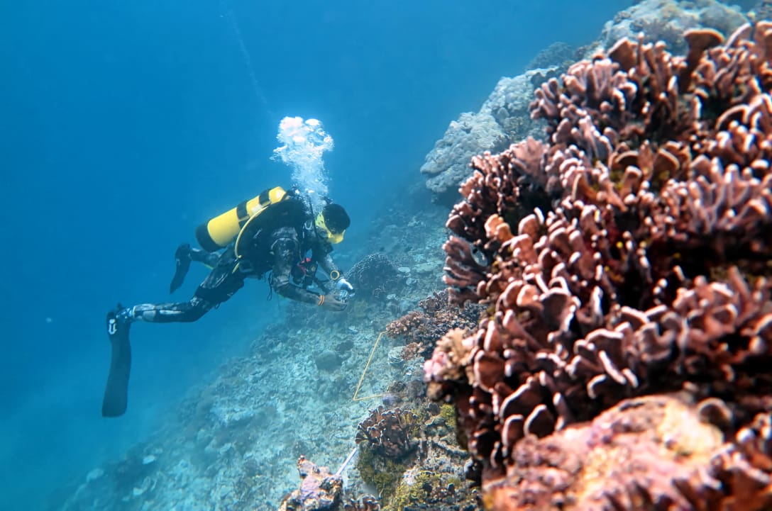 Terumbu karang dan ikan di perairan Pulau Liki, Sarmi, Papua, Rabu (21/11). Terumbu karang dan ikan di perairan pulau tersebut menjadi salah satu aspek penelitian pada Ekspedisi Nusa Manggala yang digelar oleh Pusat Penelitian Oseanografi LIPI dengan melib
