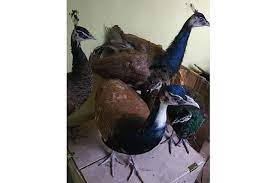 BBKSDA Riau Evakuasi Tujuh Burung Merak dari Indragiri Hilir