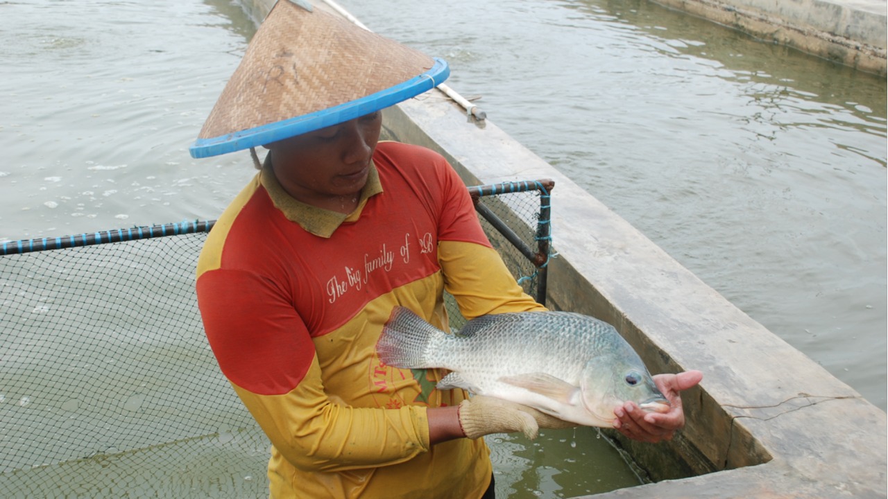 Potensi Besar Ikan Nila Srikandi