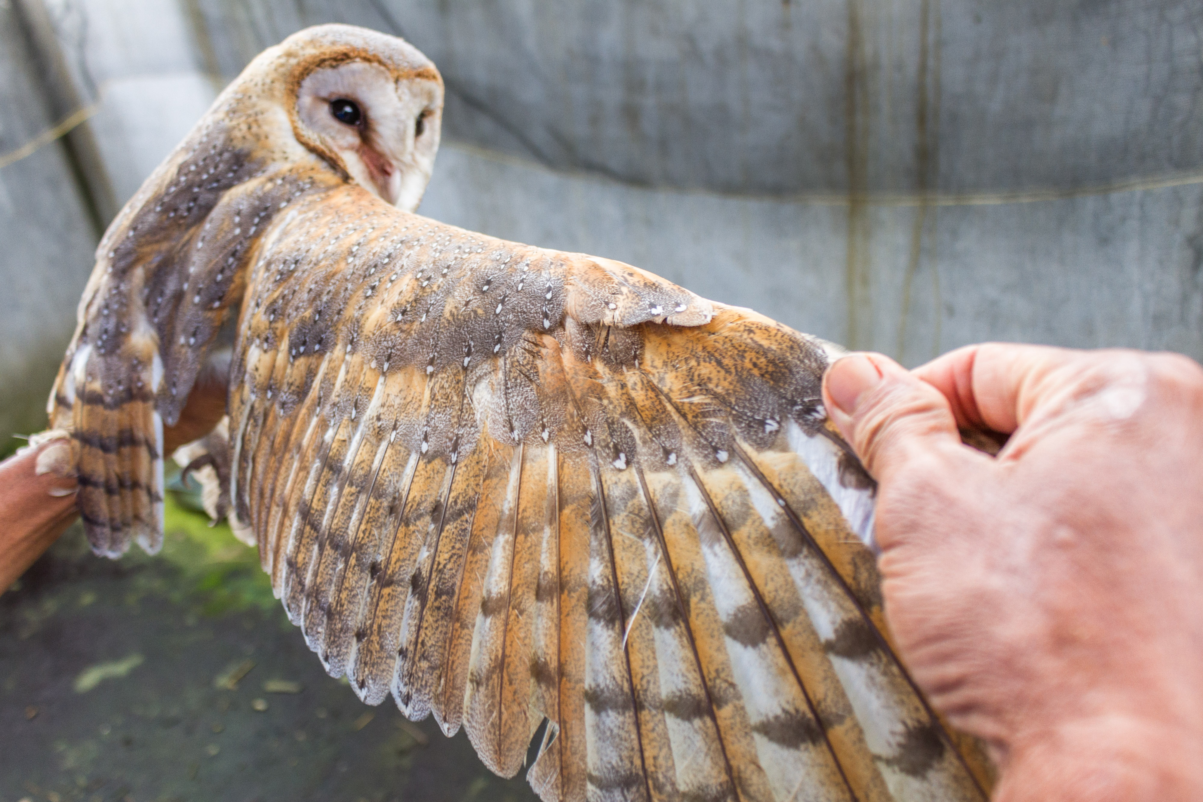 Konservasi Burung Hantu Masih Terabaikan