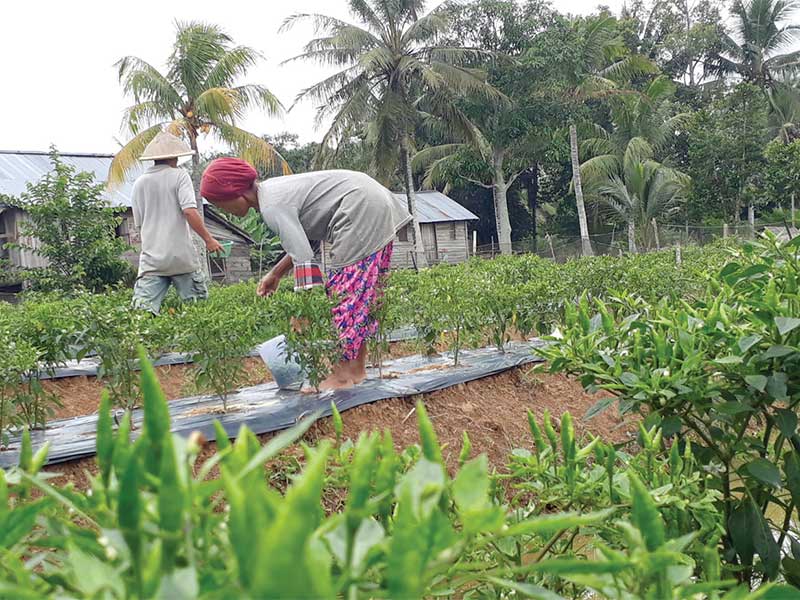 Sapia dan keluarga yang memanfaatkan lahan gambut seluas 1 hektare dengan menanam hortikultura dan palawija, juga membuat kolam ikan di sela batas tanaman