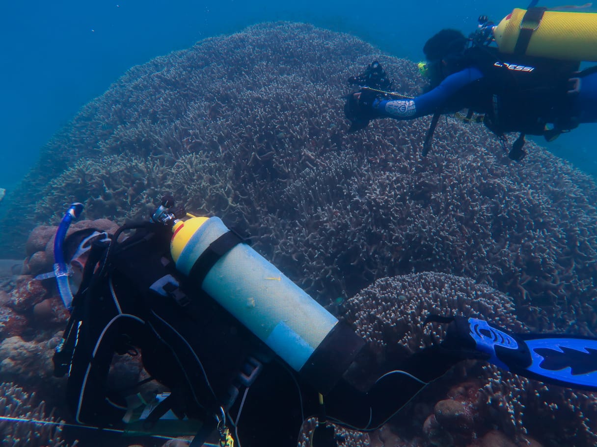 Peneliti karang dan ekologi biota laut menemukan dua karang besar yang diduga kuat berusia lebih dari 100 tahun.