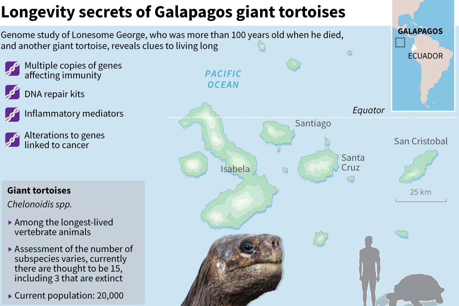 Rahasia Umur Panjang Kura-Kura Rahasia Galapagos