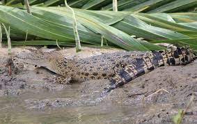  Buaya liar sedang berjemur di pantai Rawa Singkil