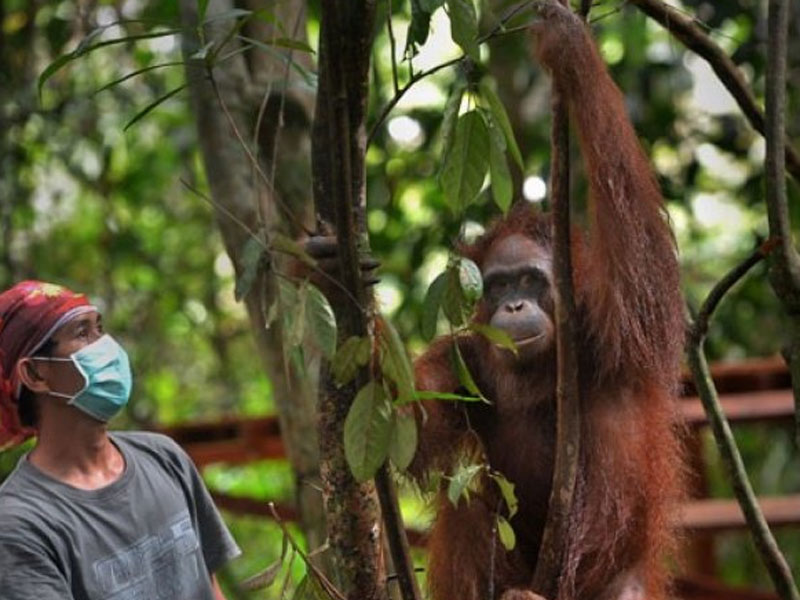BKSDA Kalbar: 90 Persen Orangutan di Luar Hutan Lindung