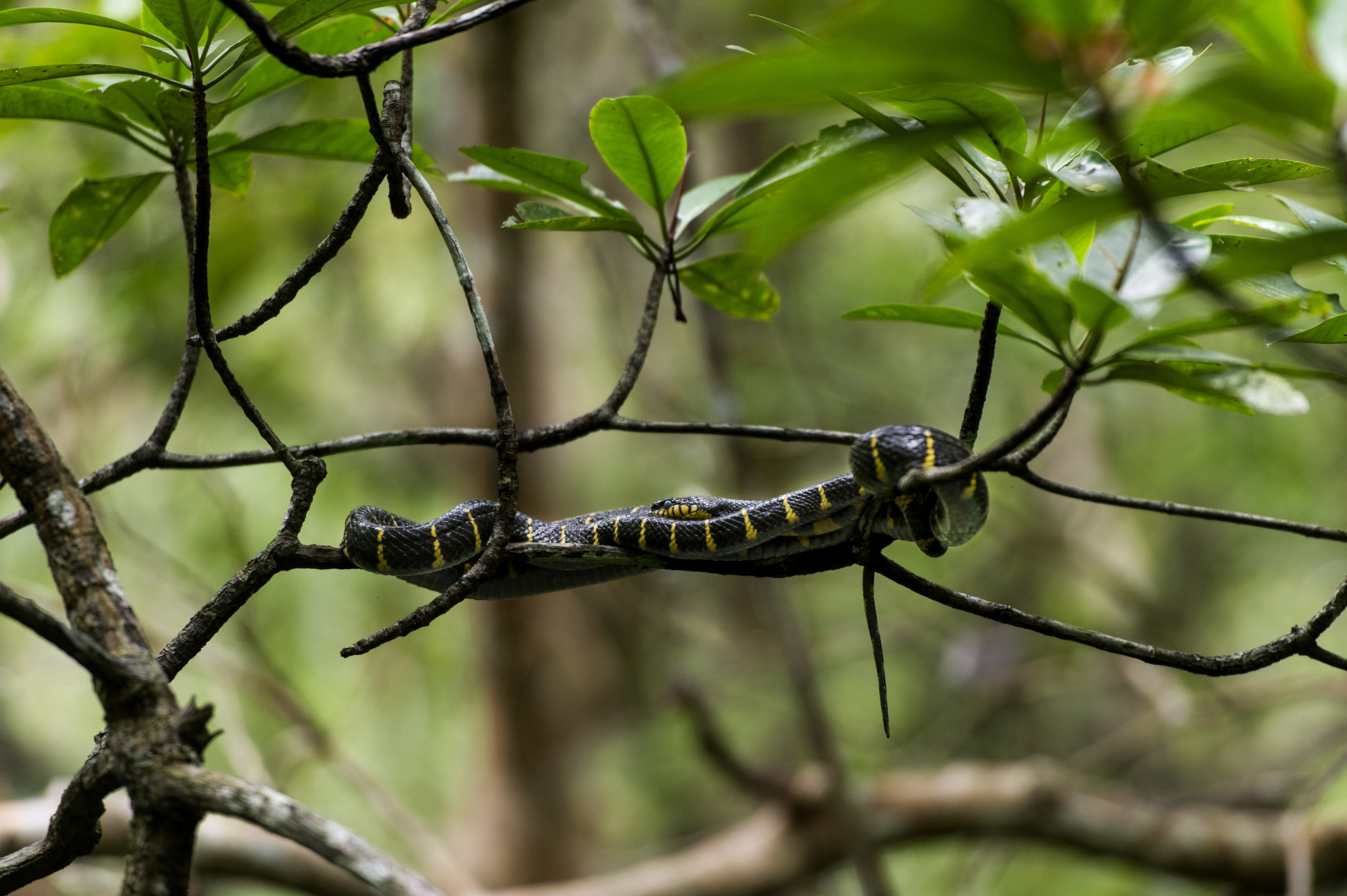 EKOWISATA HUTAN BAKAU BINTAN: Seekor ular belang (Bungarus fasciatus) berada di dahan pohon di kawasan hutan bakau Sungai Sebong, Lagoi, Pulau Bintan, Kepulauan Riau, Jumat (27/4/2018). Hutan bakau di sepanjang 6,8 kilometer aliran Sungai Sebong itu merupa
