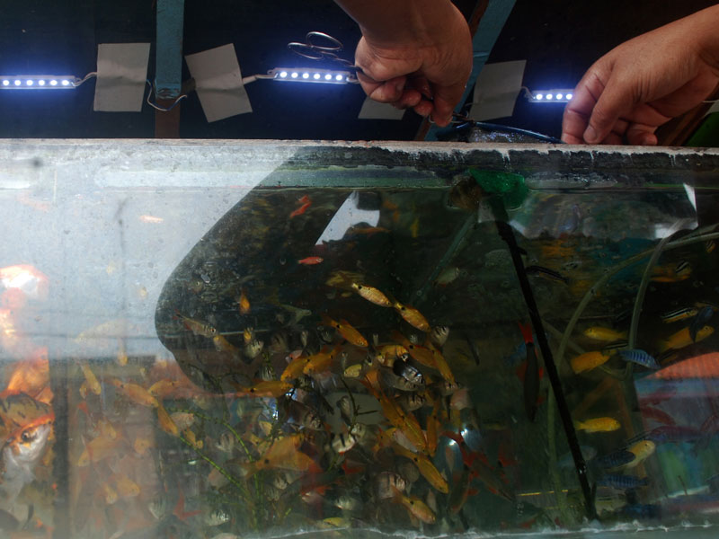 Permintaan berbagai jenis ikan hias di Jombang meningkat, karena masyarakat banyak yang menyukai memelihara ikan hias, sebagai hiasan di rumah untuk hiburan dan pemakan jentik nyamuk.