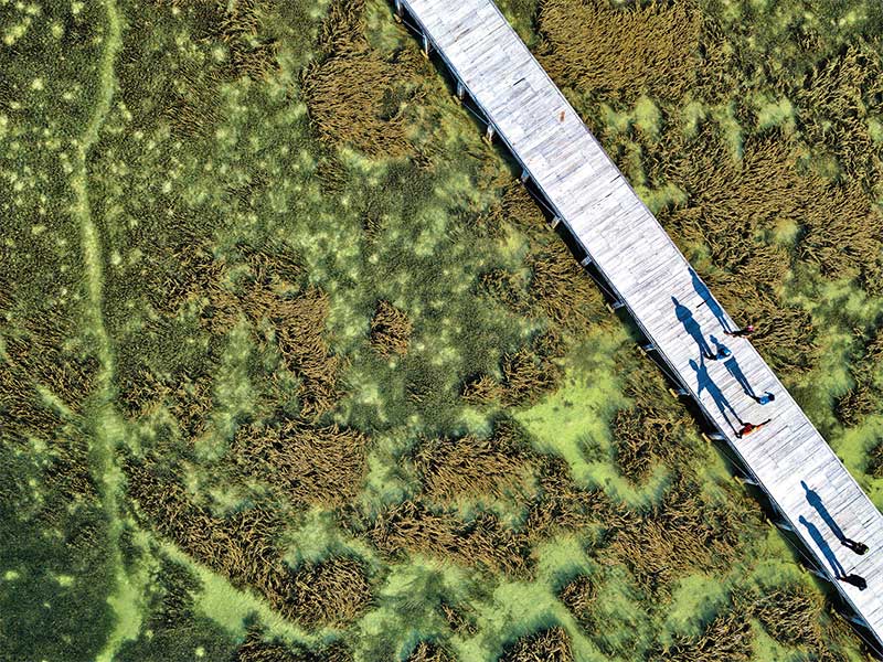 Ekosistem Padang Lamun di Pulau Dohrekar, Ayau, Papua Barat, dan Pulau Liki, Sarmi, Papua.