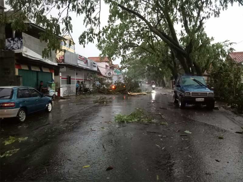 Sejumlah pohon di Kampung Sinagar, Kecamatan Karangtengah, Kabupaten Cianjur, Jawa Barat, tumbang saat hujan deras disertai angin kencang, Senin (10/12) petang. 