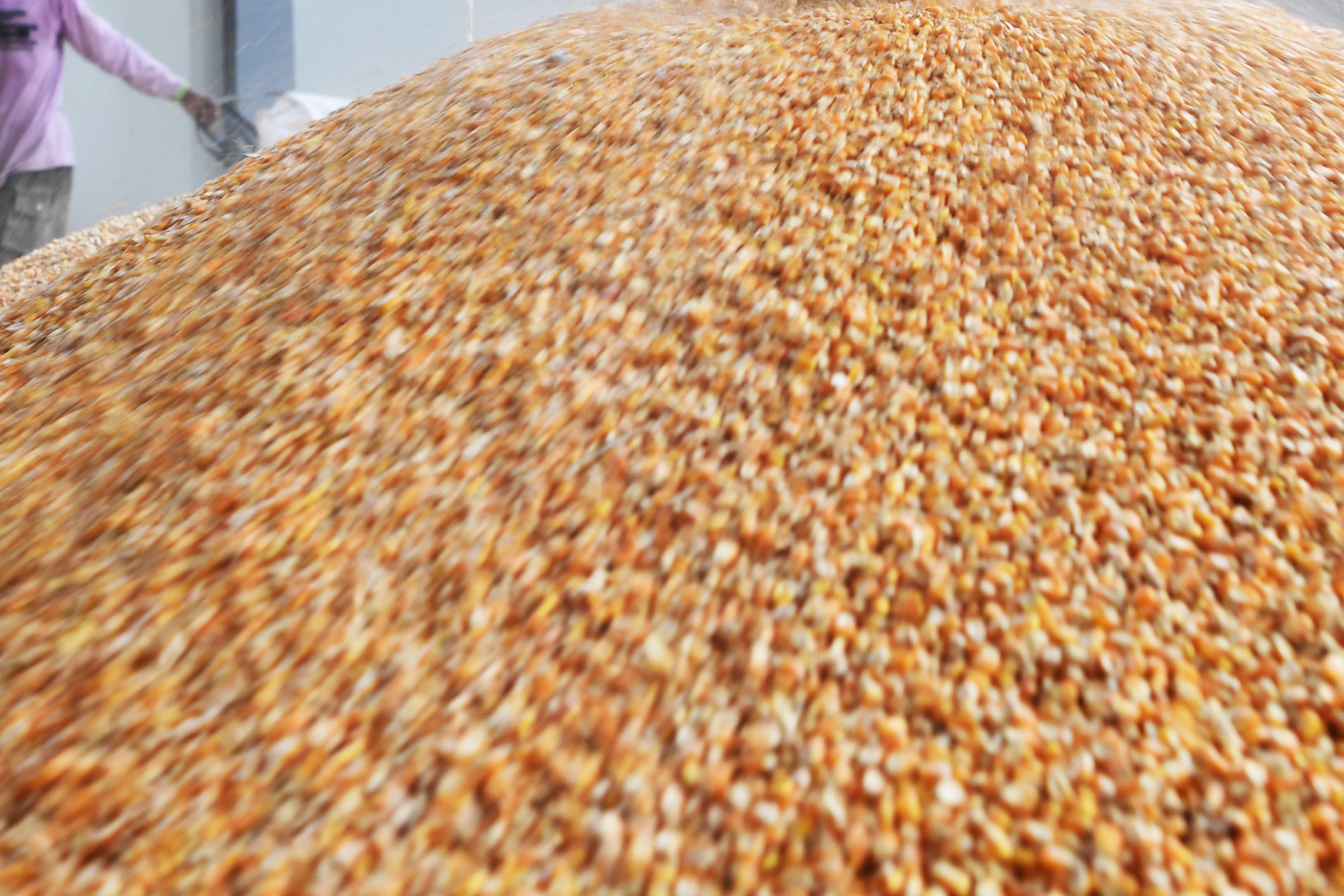 Keran Impor Jagung Dibatasi Hingga Pertengahan Maret