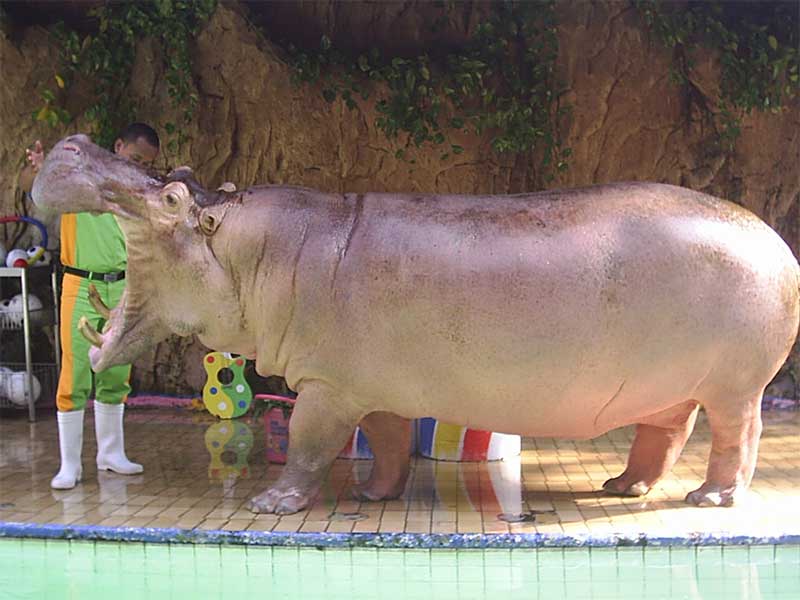 Rencana Pembantaian Kuda Nil di Zambia Picu Kecaman