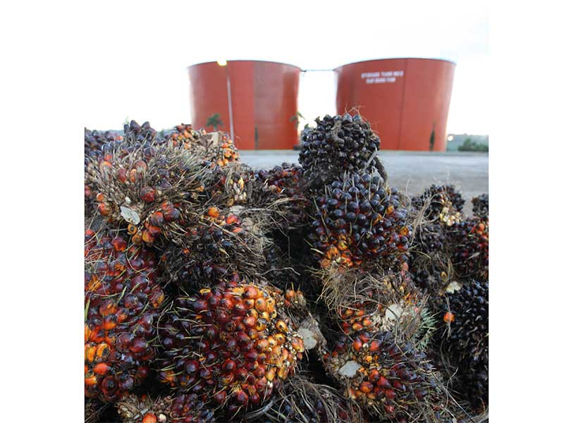 RI Desak India Turunkan Bea Masuk Produk Sawit