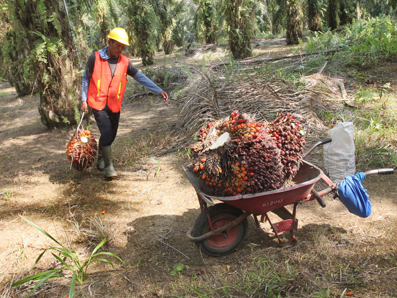 Kalsel Dorong Pengembangan Industri Kelapa Sawit