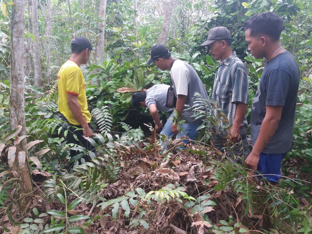 Warga menunjukkan lokasi harimau yang berkeliaran di kebun karet warga di Desa Tanah Datar, Kecamatan Rengat Barat, Kabupaten Indragiri Hulu, Riau.