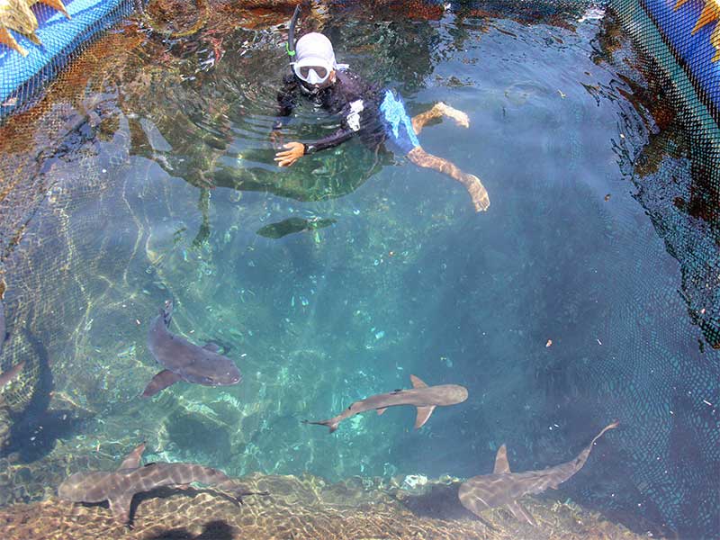 Konservasi Hiu dan Pari Butuh Data Memadai