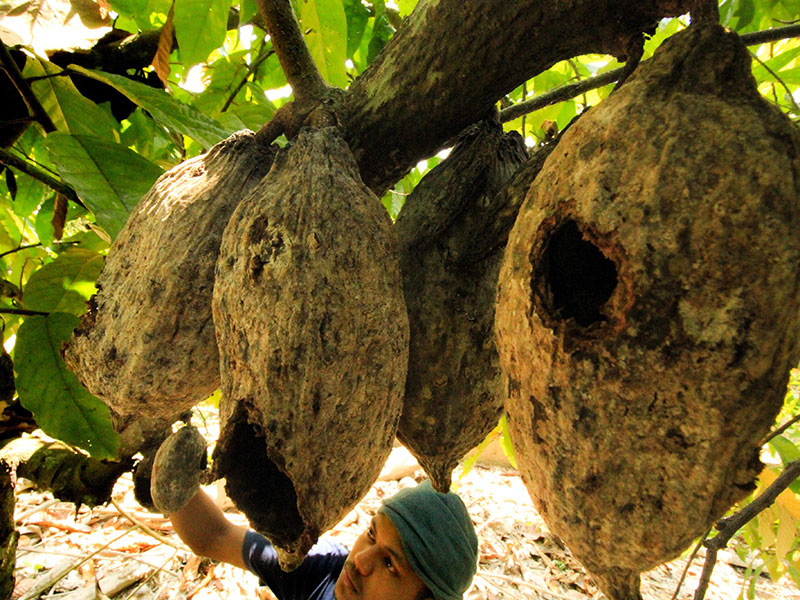 BUAH KAKAO GAGALPANEN: Warga memperlihatkan buah Kakao (Theobroma cacao L) busuk dipohon akibat diserang hama di area perkebunan kakao Desa Krueng Kree, Aceh Utara, Aceh, Rabu (14/2). 