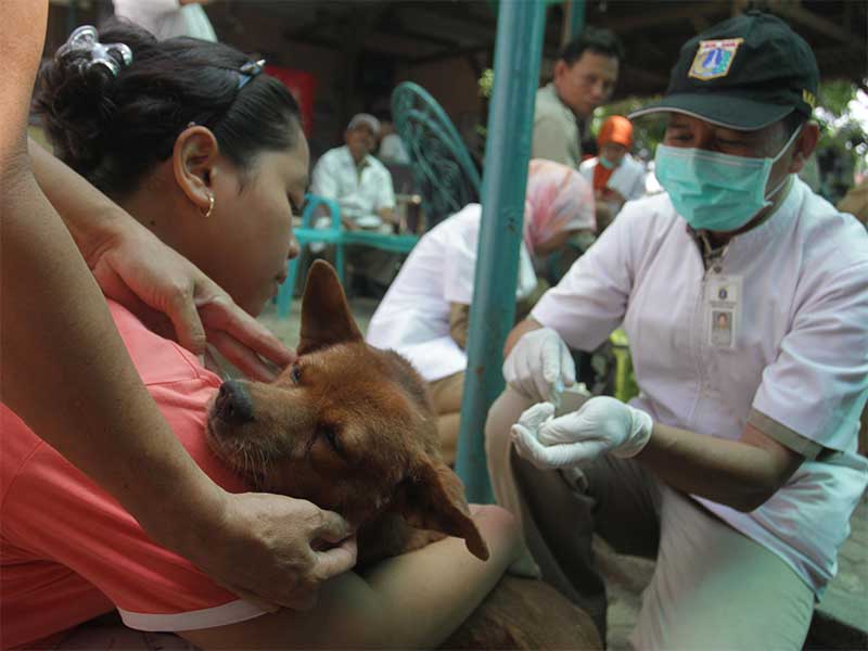 Petugas Dinas Peternakan, Perikanan dan Kelautan Provinsi DKI Jakarta melakukan suntik Vaksin kepada sejumlah hewan anjing dan kucing di Sumur Batu, Jakarta, Rabu (3/9).