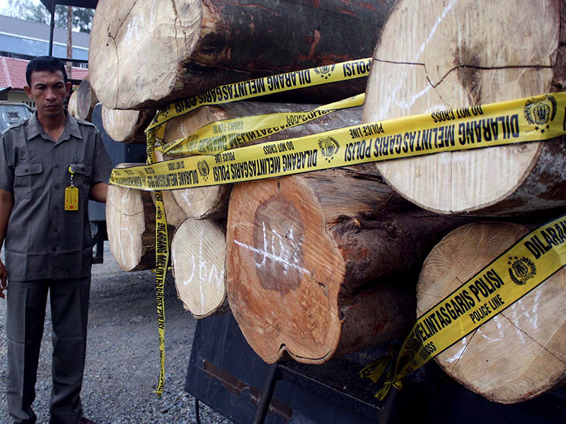 TANGKAP KAYU GELONDONGAN: BANDA ACEH, 3/7 - TANGKAP KAYU GELONDONGAN. Polisi mengamankan kayu gelondongan diduga hasil illegal loging di Polres Pidie, Prop Aceh, Senin (2/7). 