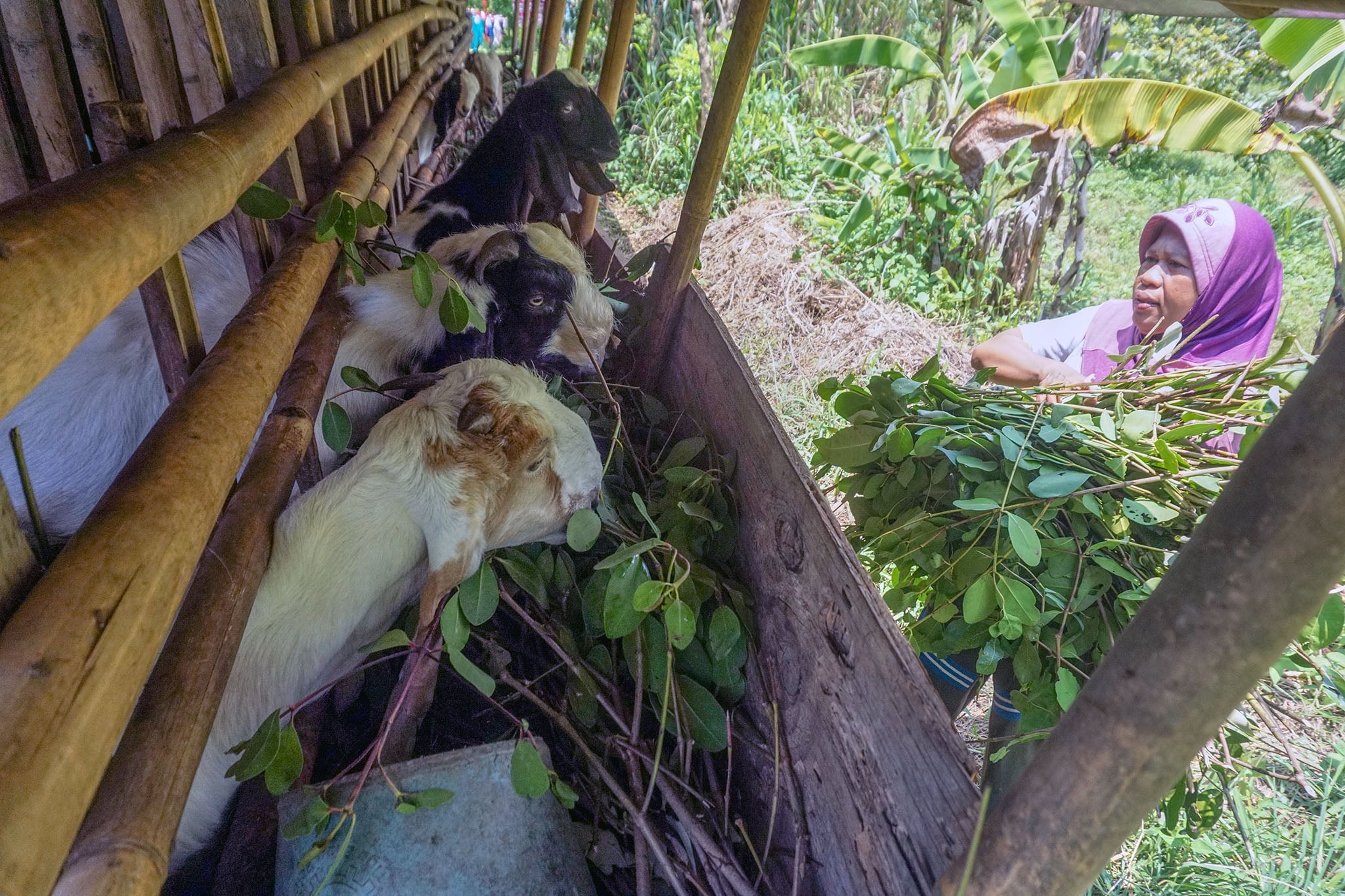 Seorang warga di Dusun Kreong, Kelurahan Tritih Kulon, Kecamatan Cilacap Utara, Cilacap, Jawa Tengah (Jateng) sedang memberikan pakan bagi ternak kambing miliknya. Ternak kambing di dusun setempat merupakan bantuan dari Pertamina Depot LPG Cilacap sebagai 