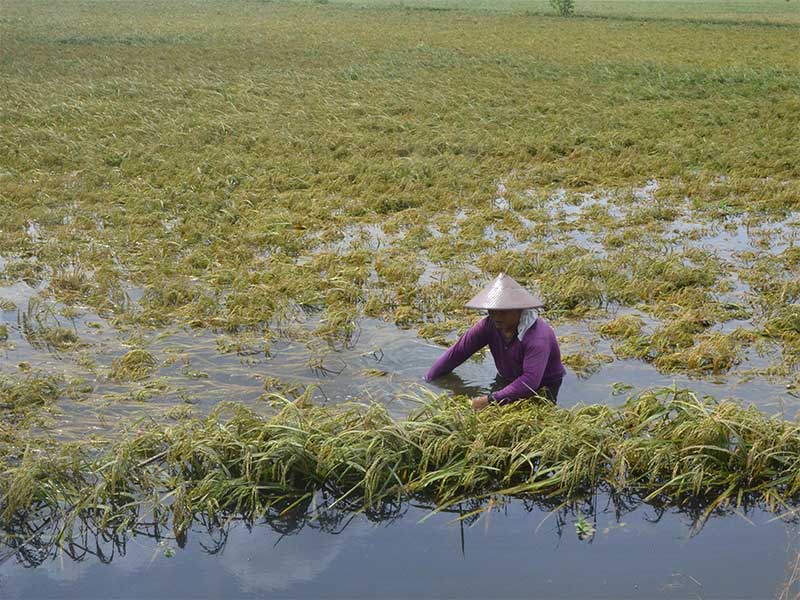 Petani memeriksa tanaman padi yang membusuk di persawahan Desa Undaan Lor, Kudus, Jawa Tengah, Selasa (5/2/2019)