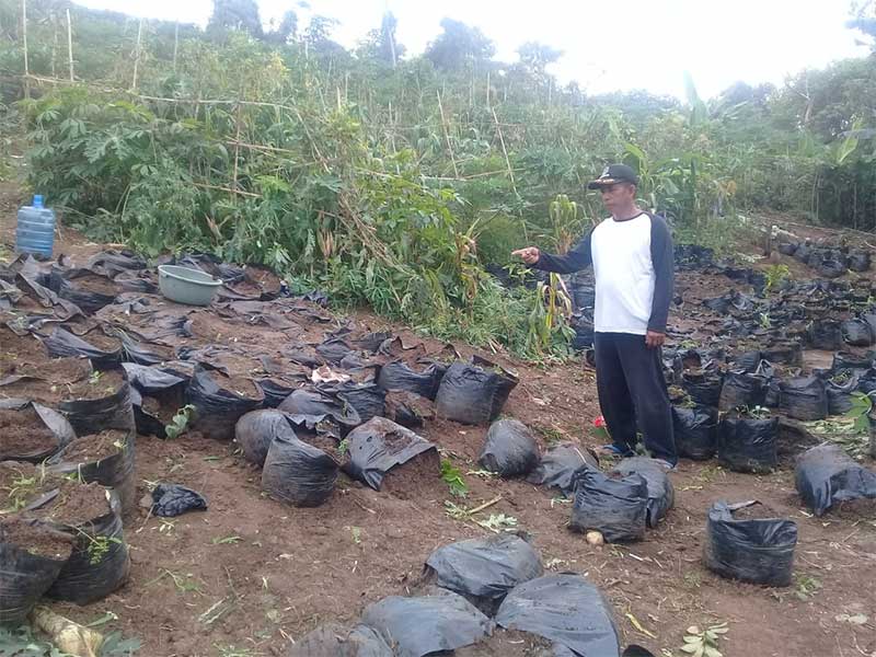 Ladang ganja yang ditemukan tim gabungan sebnyak 1500 batang pohon ganja sudah diamankan di Mapolres Purwakarta