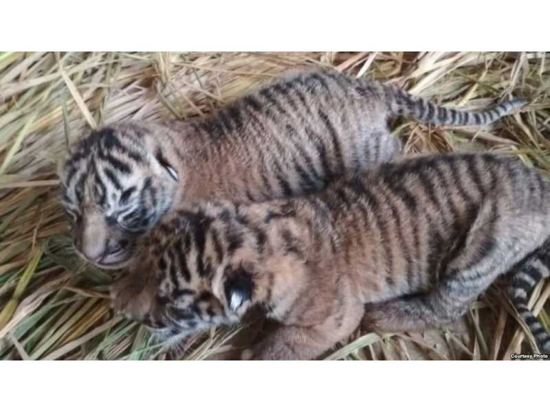 Bayi harimau Sumatera yang lahir di Taman Margasatwa dan Budaya Kinantan (TMSBK) Bukittinggi, Sumatera Barat