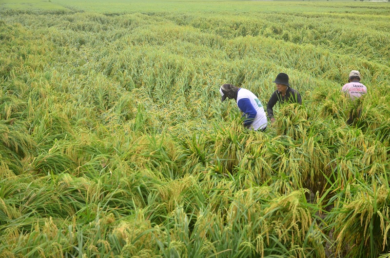 pemerintah perlu memberikan proteksi kepada petani